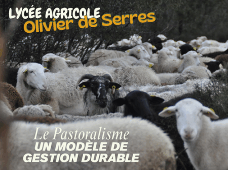 Le pastoralisme, entre transhumance, biodiversité et savoir-faire ancestral